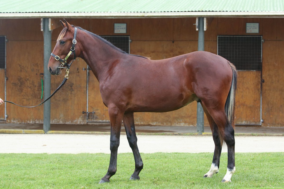 NZ Sale Strong results at Karaka sale Harness Racing Victoria